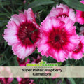 30 Super Parfait Raspberry Carnations - Dianthus Seeds - Open-Pollinated - Organic - Heirloom - Flower Seeds - Mix Seeds to Plant - #ca25