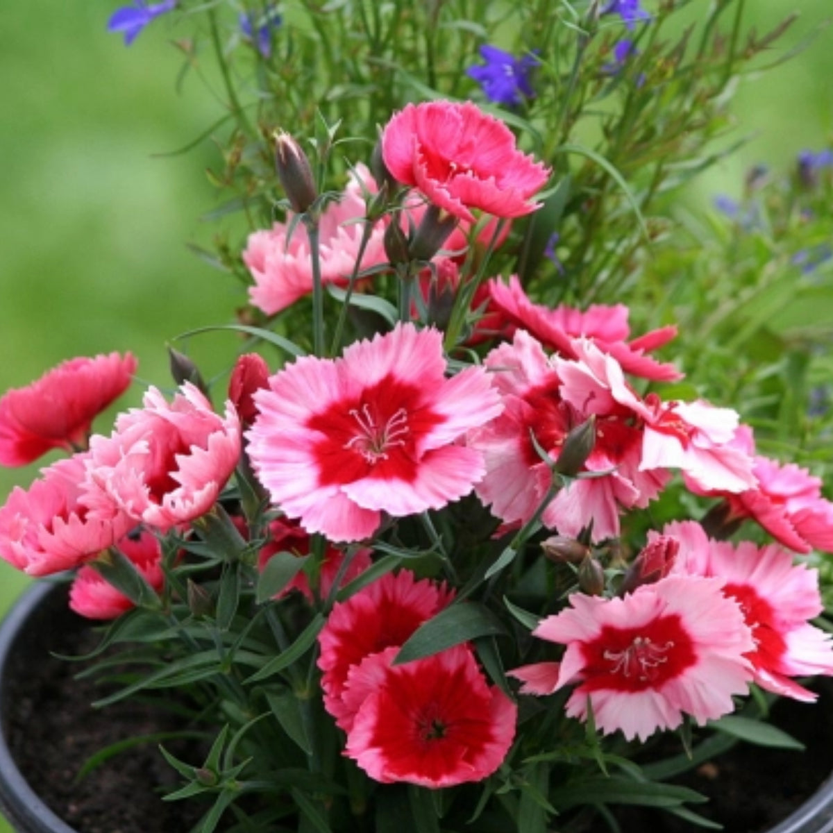 Super Parfait Raspberry Carnations Seeds - Dianthus Seeds, 30 seeds