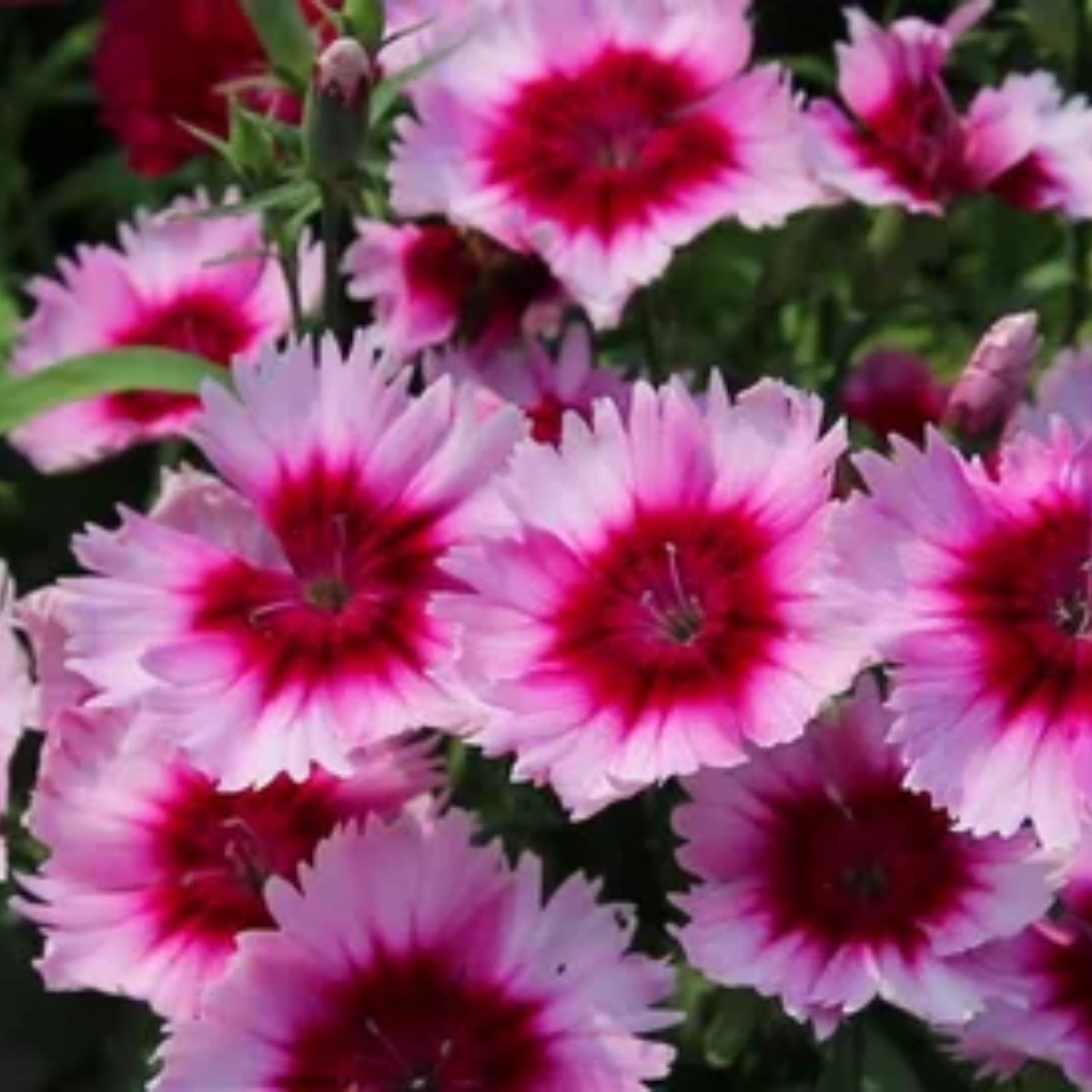 Super Parfait Raspberry Carnations Seeds - Dianthus Seeds, 30 seeds