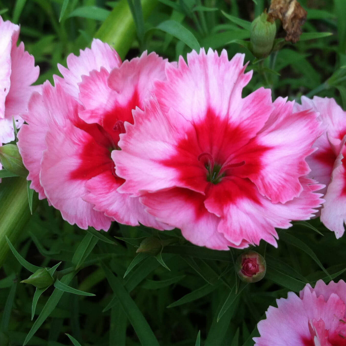 Super Parfait Raspberry Carnations Seeds - Dianthus Seeds, 30 seeds