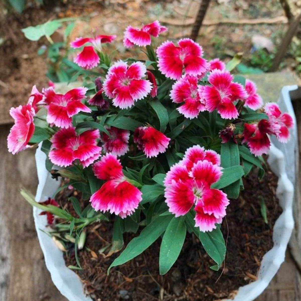 Super Parfait Raspberry Carnations Seeds - Dianthus Seeds, 30 seeds