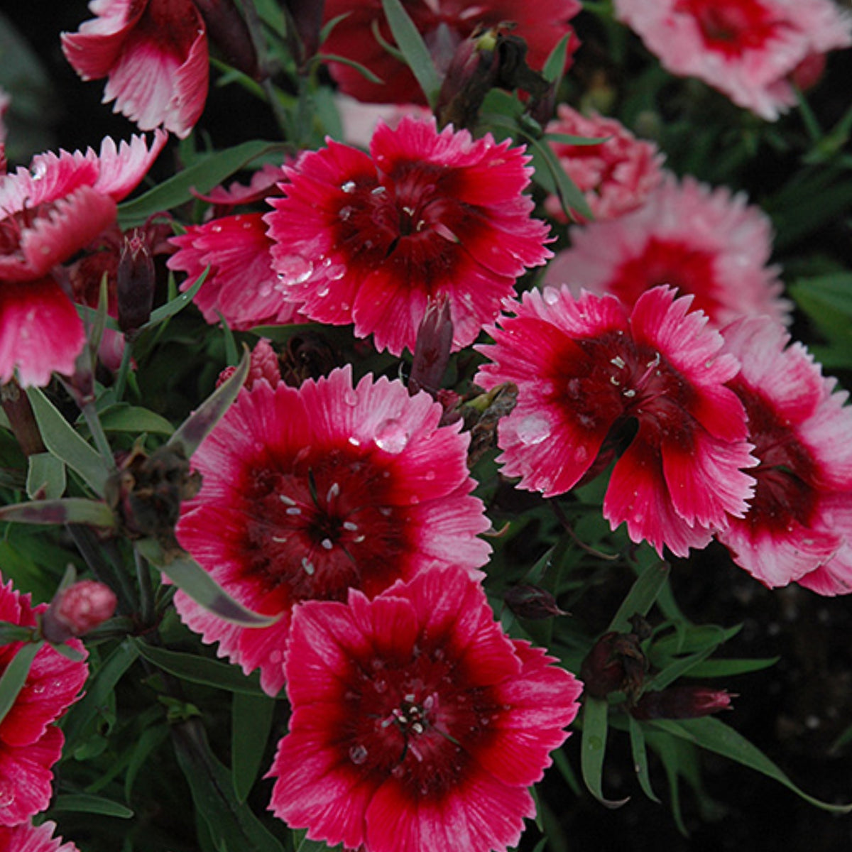 Super Parfait Raspberry Carnations Seeds - Dianthus Seeds, 30 seeds