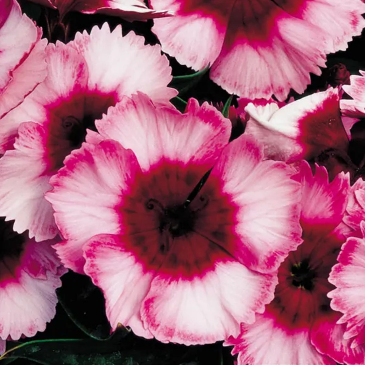 Super Parfait Raspberry Carnations Seeds - Dianthus Seeds, 30 seeds