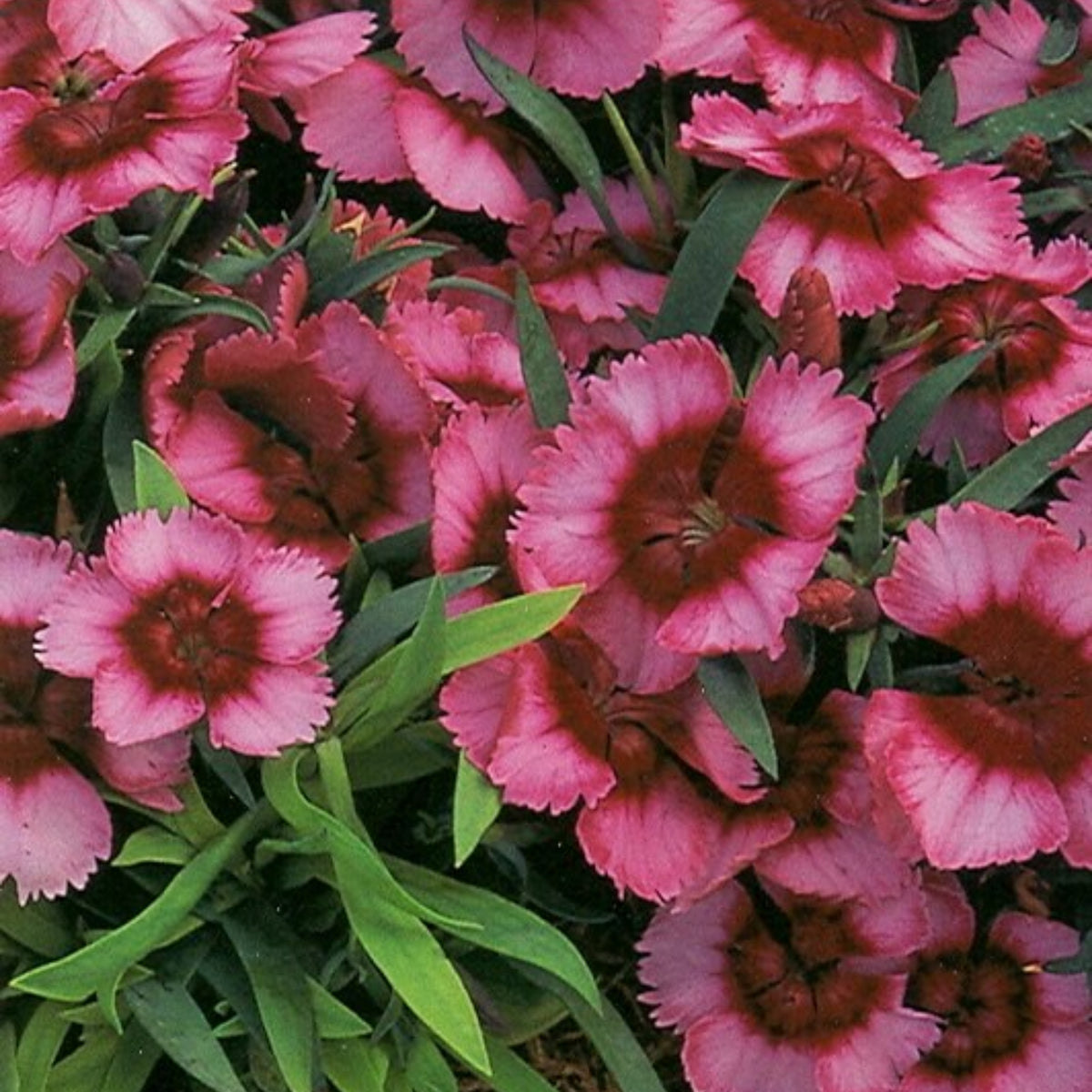 Super Parfait Raspberry Carnations Seeds - Dianthus Seeds, 30 seeds