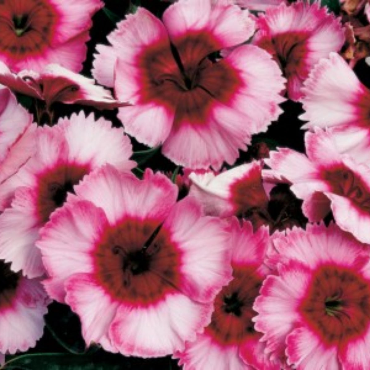 Super Parfait Raspberry Carnations Seeds - Dianthus Seeds, 30 seeds