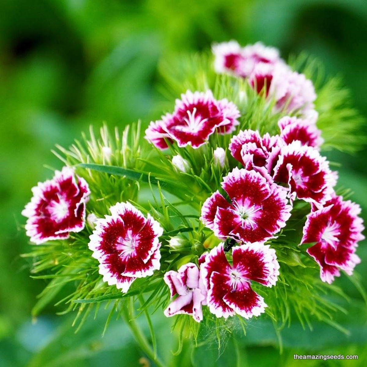 Dianthus Sweet William Seeds - Carnations Seeds, 30 seeds