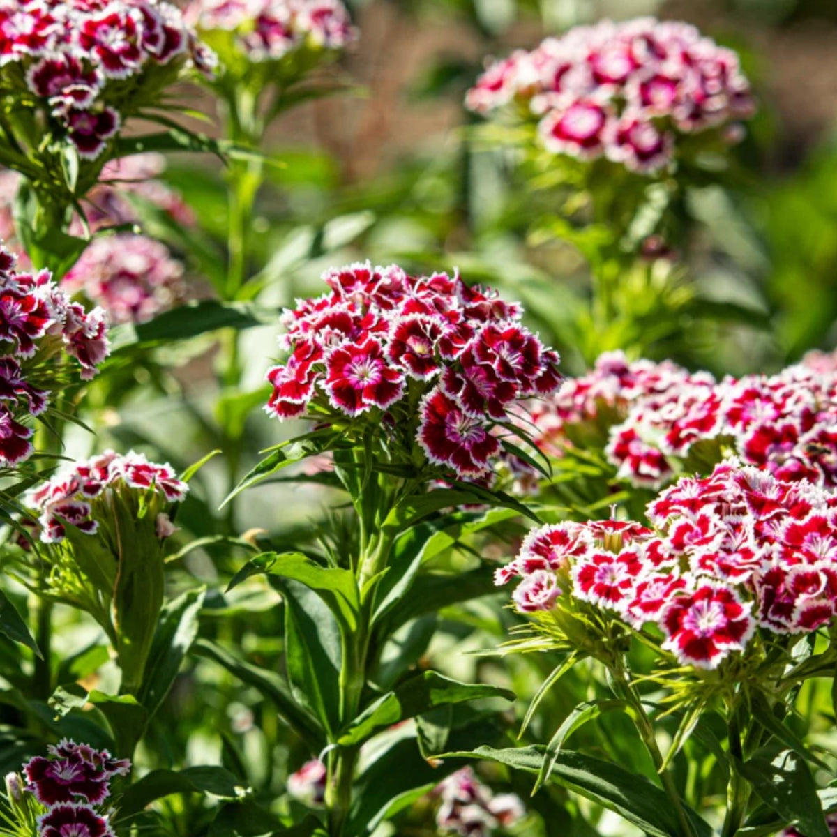 Dianthus Sweet William Seeds - Carnations Seeds, 30 seeds