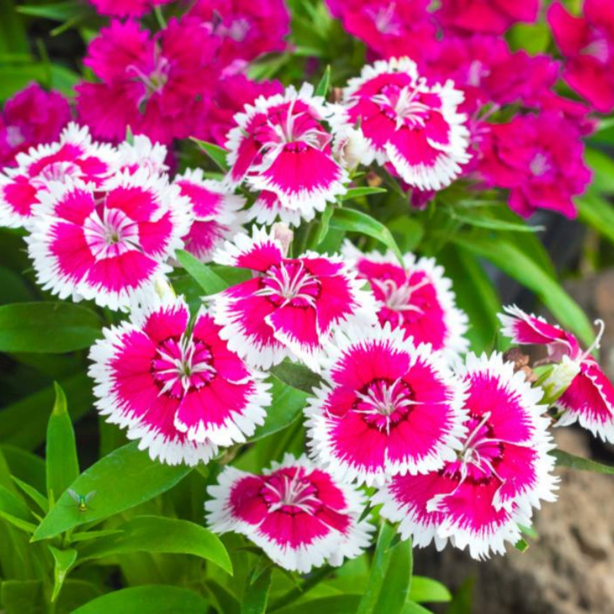 Dianthus Sweet William Seeds - Carnations Seeds, 30 seeds
