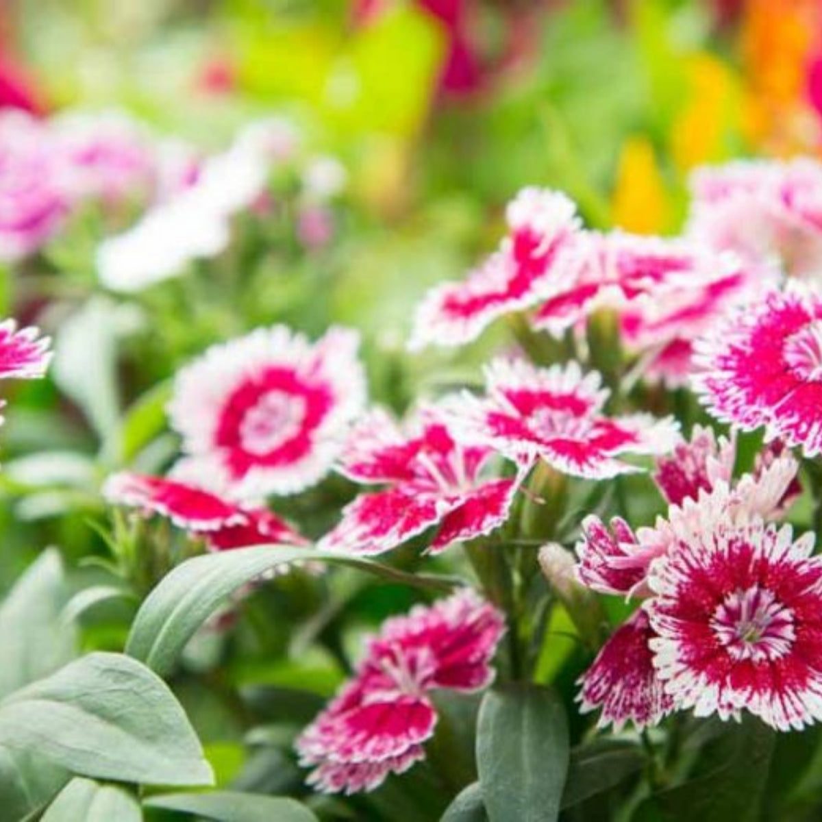 Dianthus Sweet William Seeds - Carnations Seeds, 30 seeds
