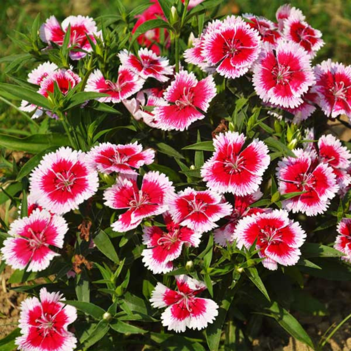 Dianthus Sweet William Seeds - Carnations Seeds, 30 seeds