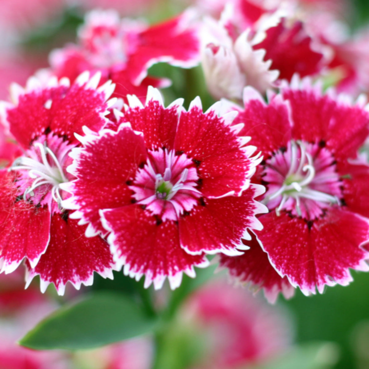 Dianthus Sweet William Seeds - Carnations Seeds, 30 seeds