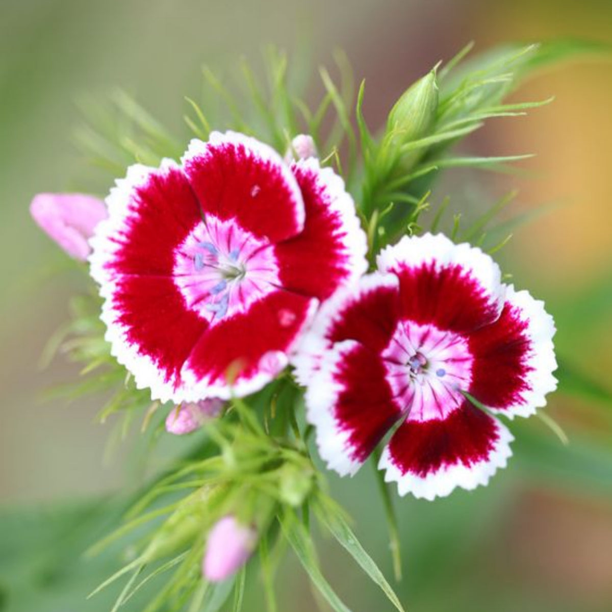 Dianthus Sweet William Seeds - Carnations Seeds, 30 seeds