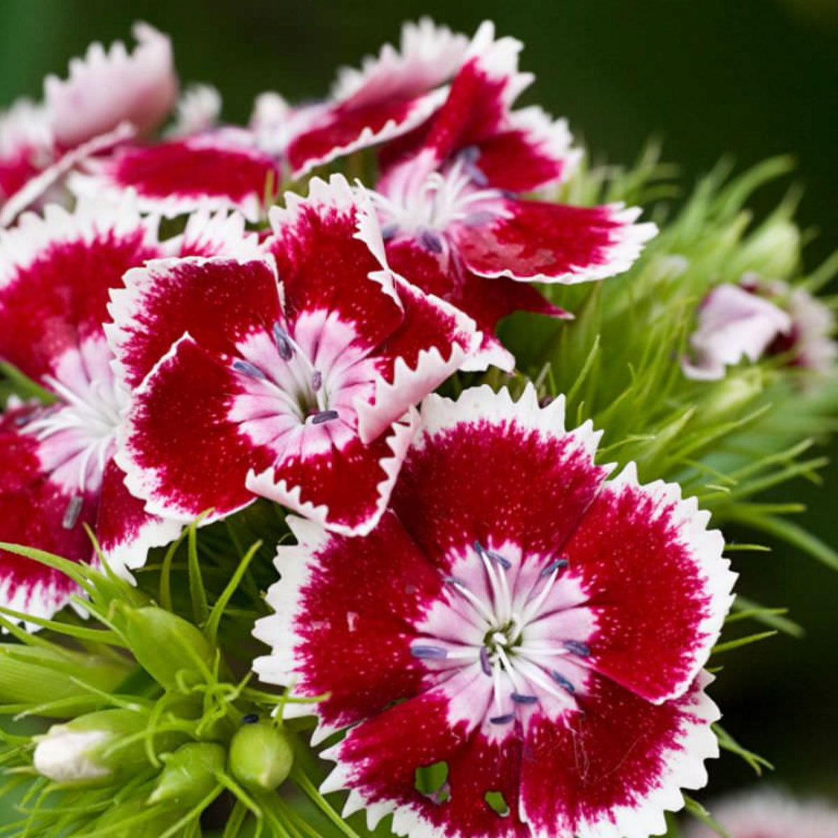 Dianthus Sweet William Seeds - Carnations Seeds, 30 seeds