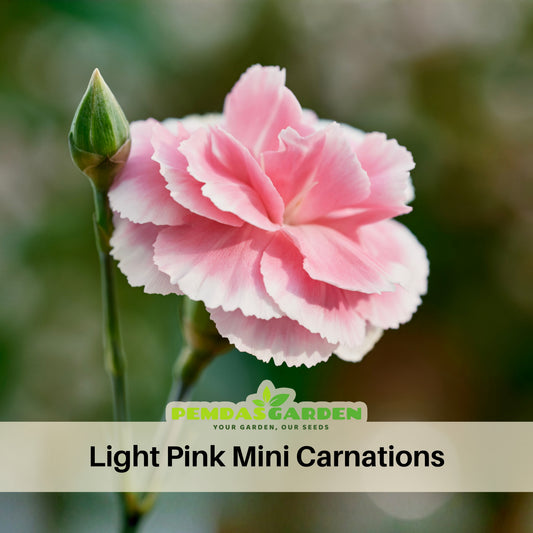 Light Pink Mini Carnation Seeds - Dianthus Seeds, 30 seeds