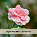30 Light Pink Mini Carnation - - Dianthus Seeds - Open-Pollinated - Organic - Heirloom - Flower Seeds - Mix Seeds to Plant - #ca27