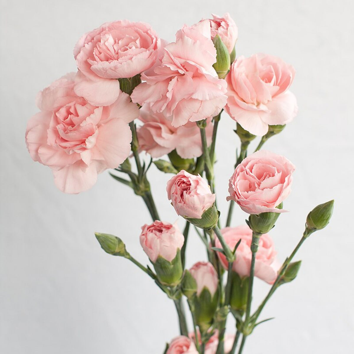 Light Pink Mini Carnation Seeds - Dianthus Seeds, 30 seeds