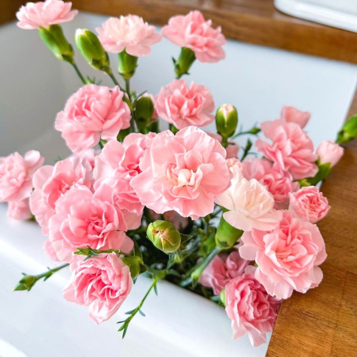 Light Pink Mini Carnation Seeds - Dianthus Seeds, 30 seeds