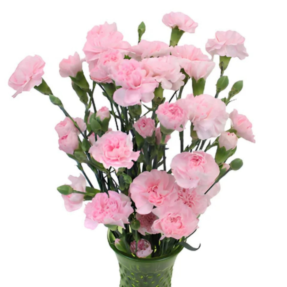 Light Pink Mini Carnation Seeds - Dianthus Seeds, 30 seeds