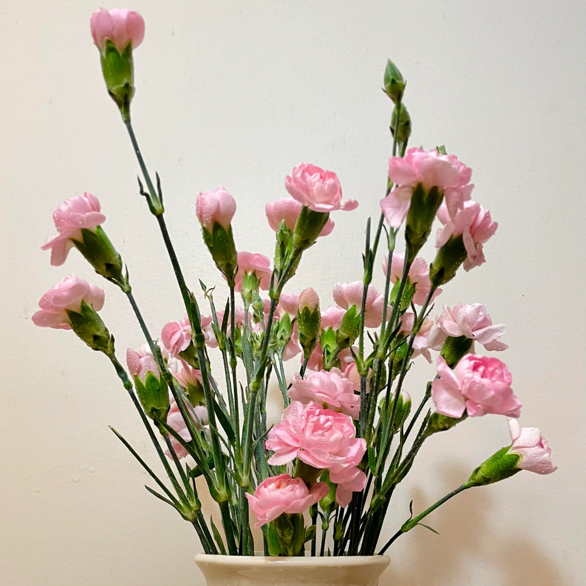 Light Pink Mini Carnation Seeds - Dianthus Seeds, 30 seeds
