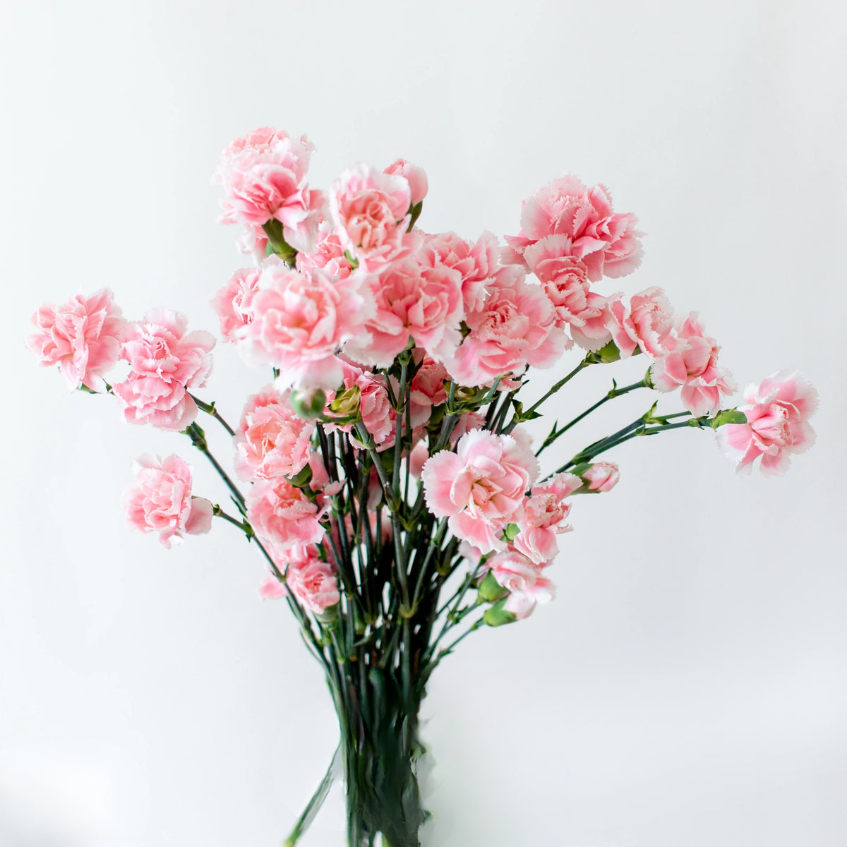 Light Pink Mini Carnation Seeds - Dianthus Seeds, 30 seeds