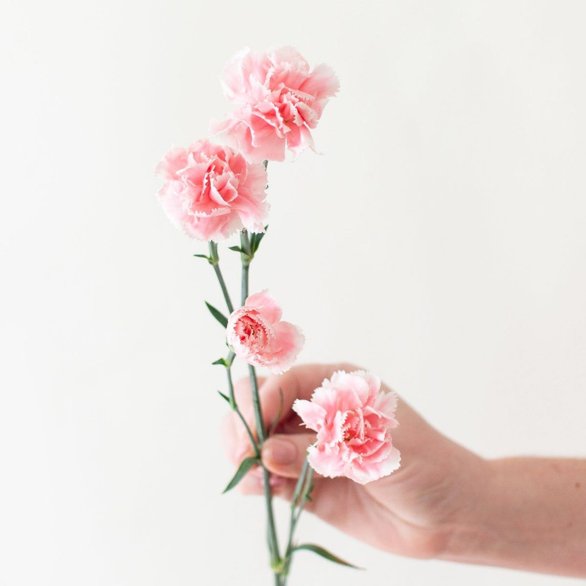 Light Pink Mini Carnation Seeds - Dianthus Seeds, 30 seeds