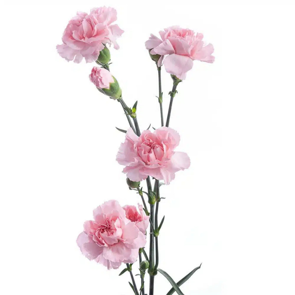 Light Pink Mini Carnation Seeds - Dianthus Seeds, 30 seeds