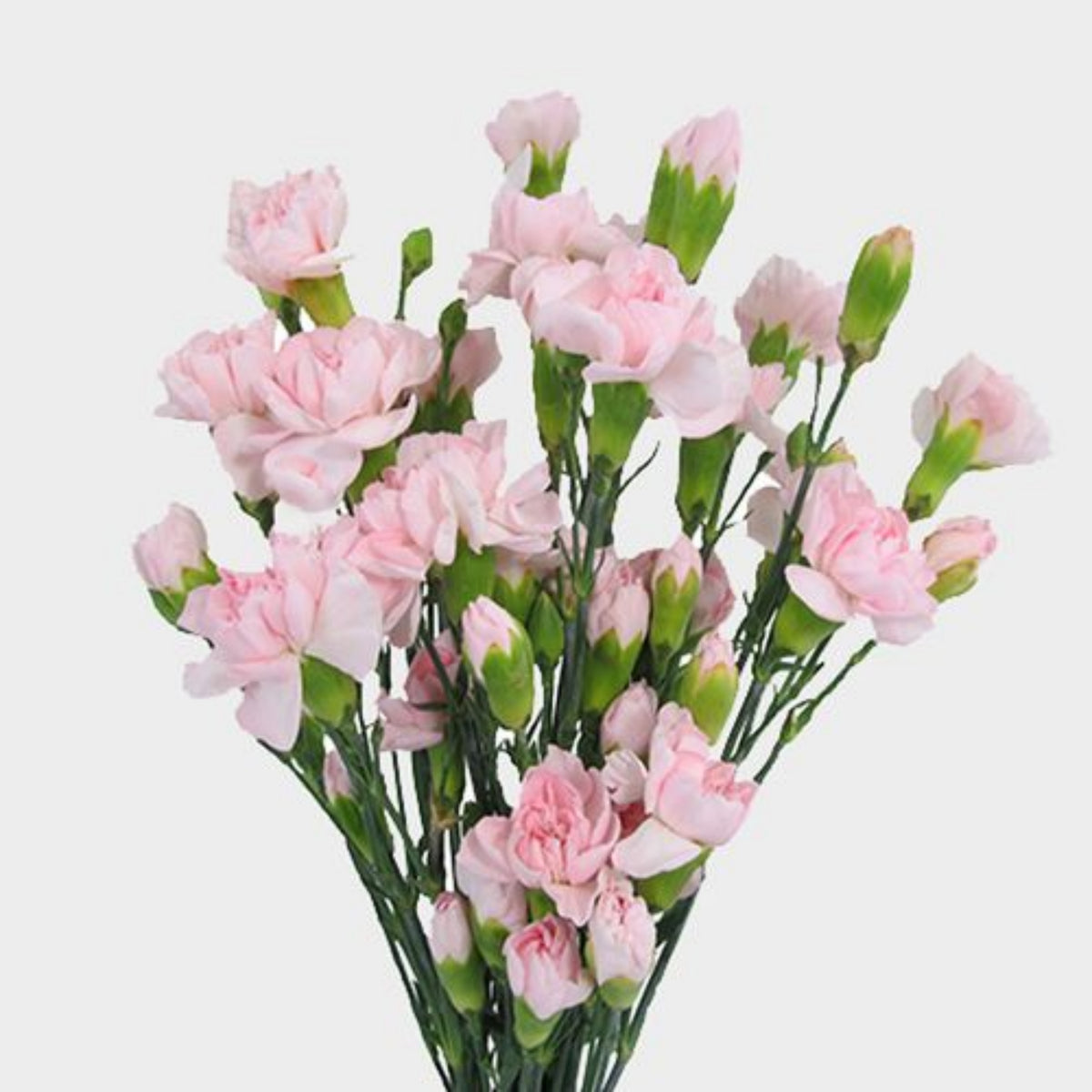 Light Pink Mini Carnation Seeds - Dianthus Seeds, 30 seeds