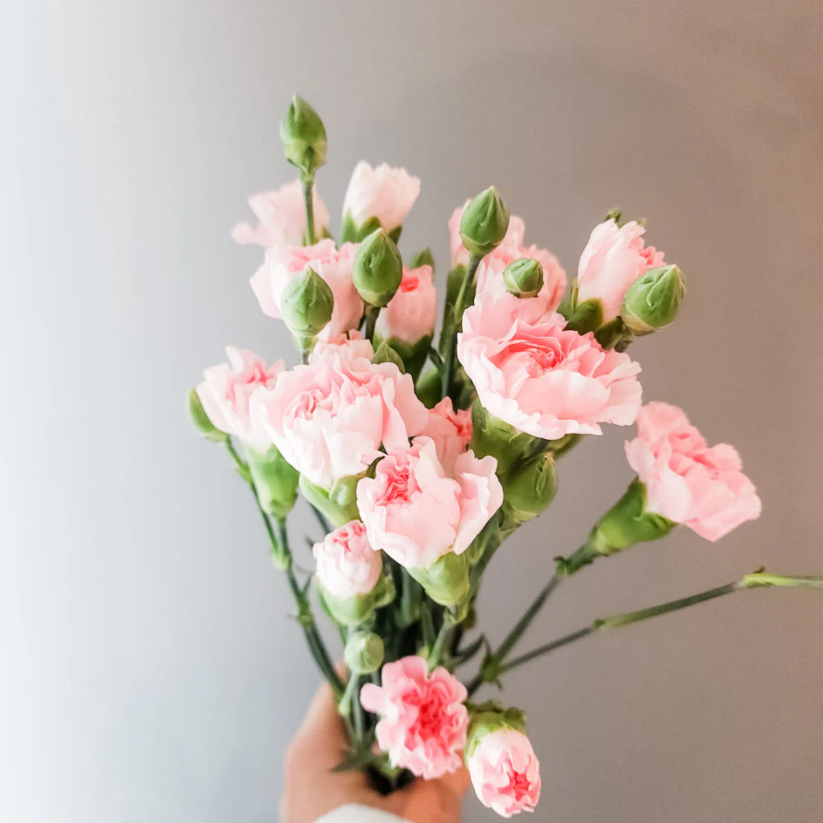 Light Pink Mini Carnation Seeds - Dianthus Seeds, 30 seeds