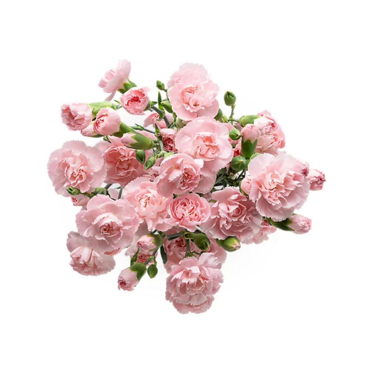 Light Pink Mini Carnation Seeds - Dianthus Seeds, 30 seeds