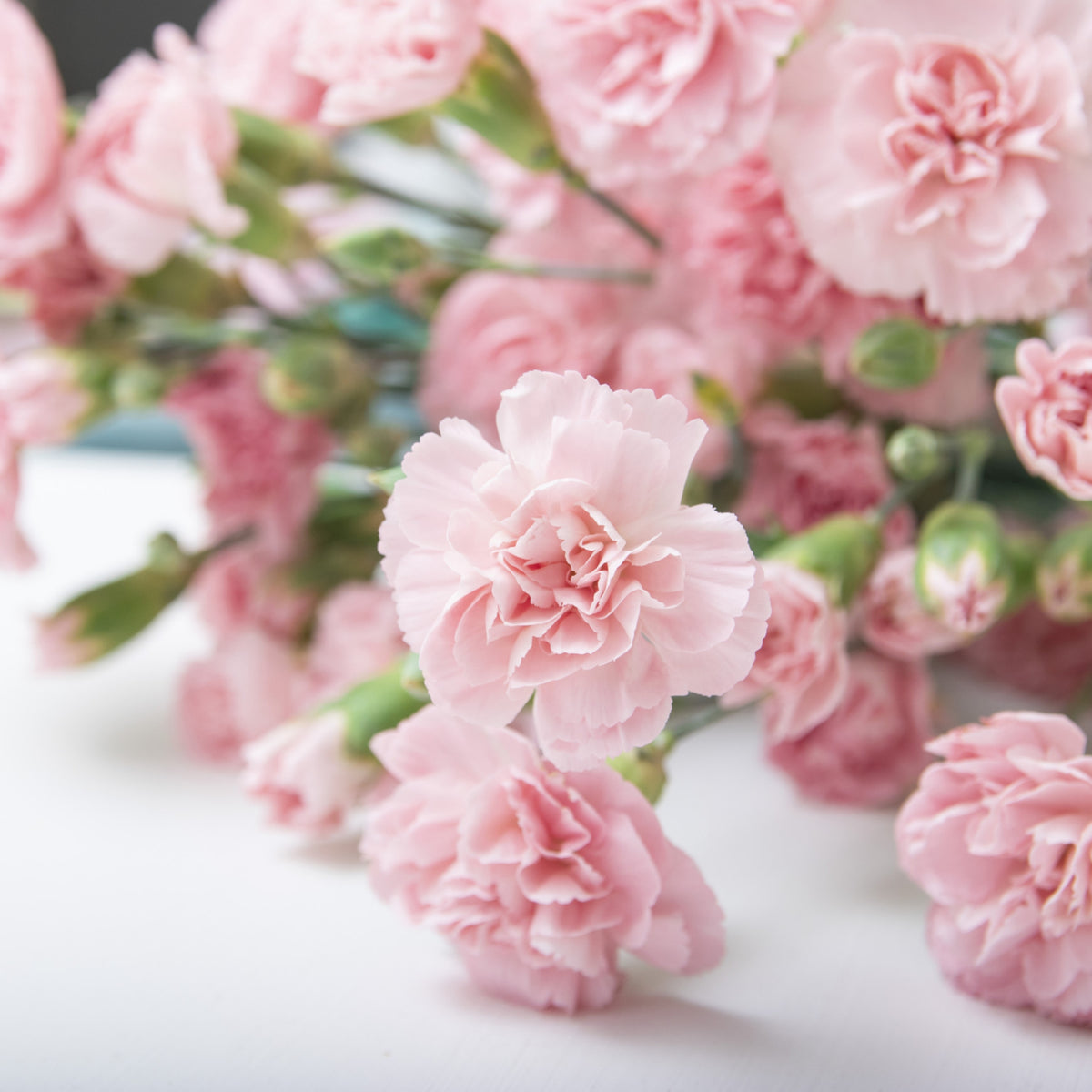 Light Pink Mini Carnation Seeds - Dianthus Seeds, 30 seeds