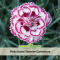 30 Pinks Grans' Favorite' Carnations - - Dianthus Seeds - Open-Pollinated - Organic - Heirloom - Flower Seeds - Mix Seeds to Plant - #ca28