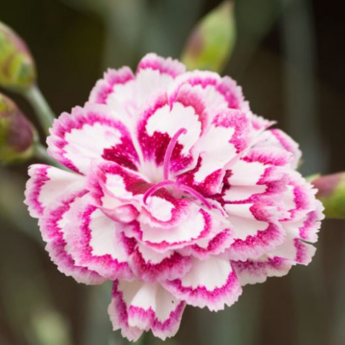 Pinks Grans' Favorite' Carnations Seeds - Dianthus Seeds, 30 seeds