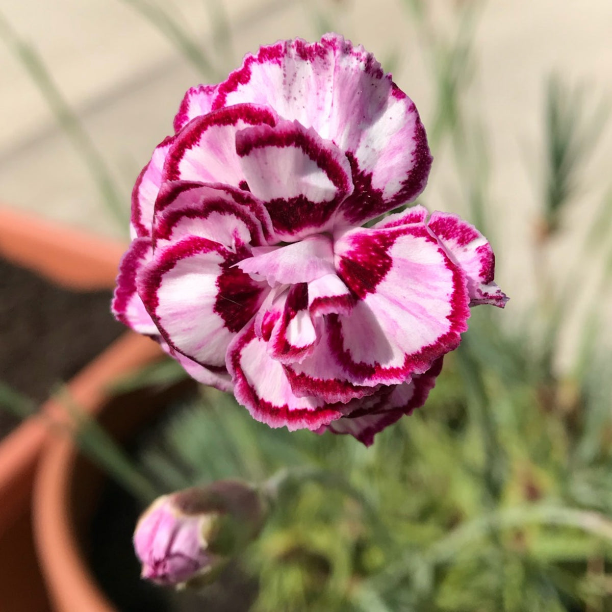 Pinks Grans' Favorite' Carnations Seeds - Dianthus Seeds, 30 seeds