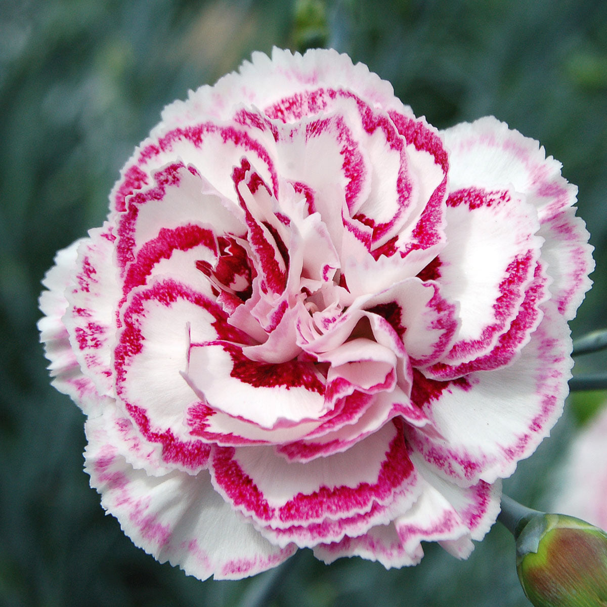 Pinks Grans' Favorite' Carnations Seeds - Dianthus Seeds, 30 seeds
