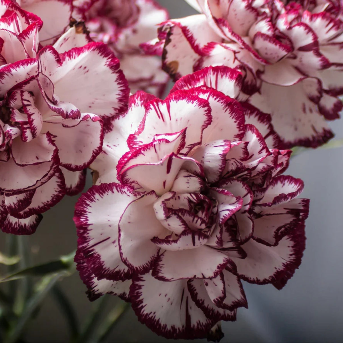 Pinks Grans' Favorite' Carnations Seeds - Dianthus Seeds, 30 seeds