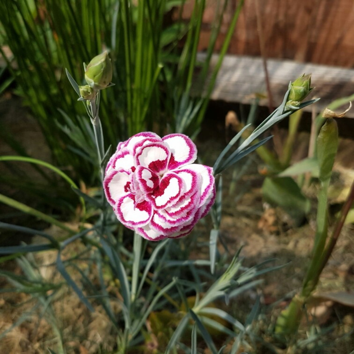 Pinks Grans' Favorite' Carnations Seeds - Dianthus Seeds, 30 seeds