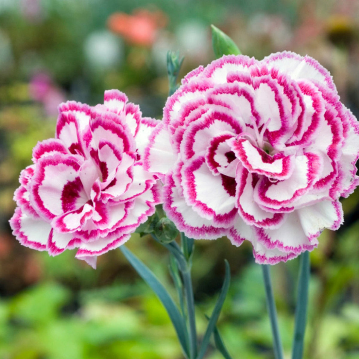 Pinks Grans' Favorite' Carnations Seeds - Dianthus Seeds, 30 seeds