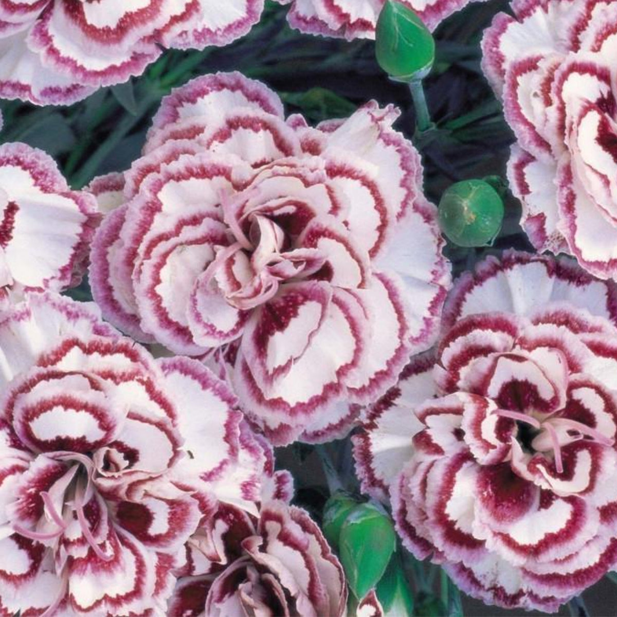 Pinks Grans' Favorite' Carnations Seeds - Dianthus Seeds, 30 seeds