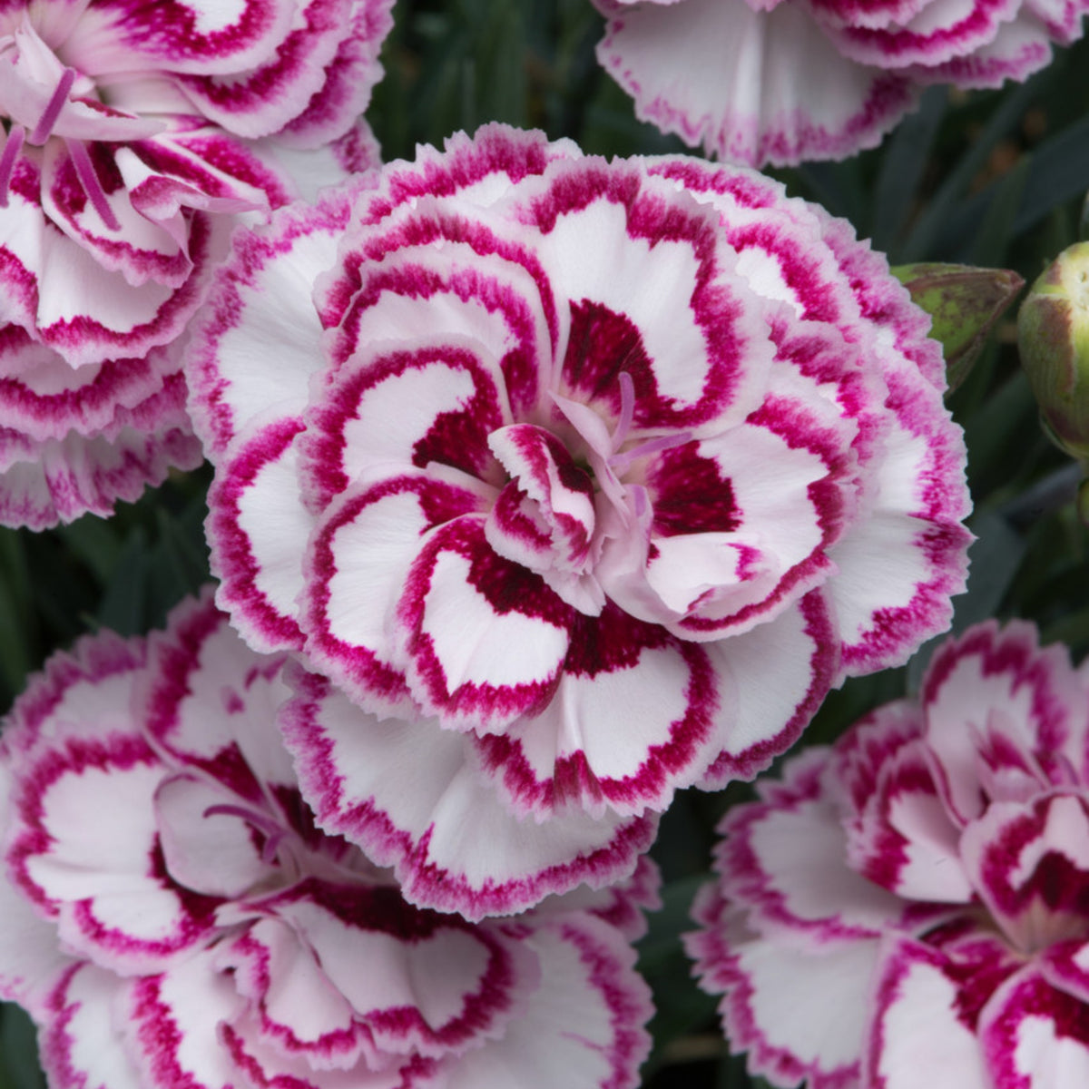 Pinks Grans' Favorite' Carnations Seeds - Dianthus Seeds, 30 seeds