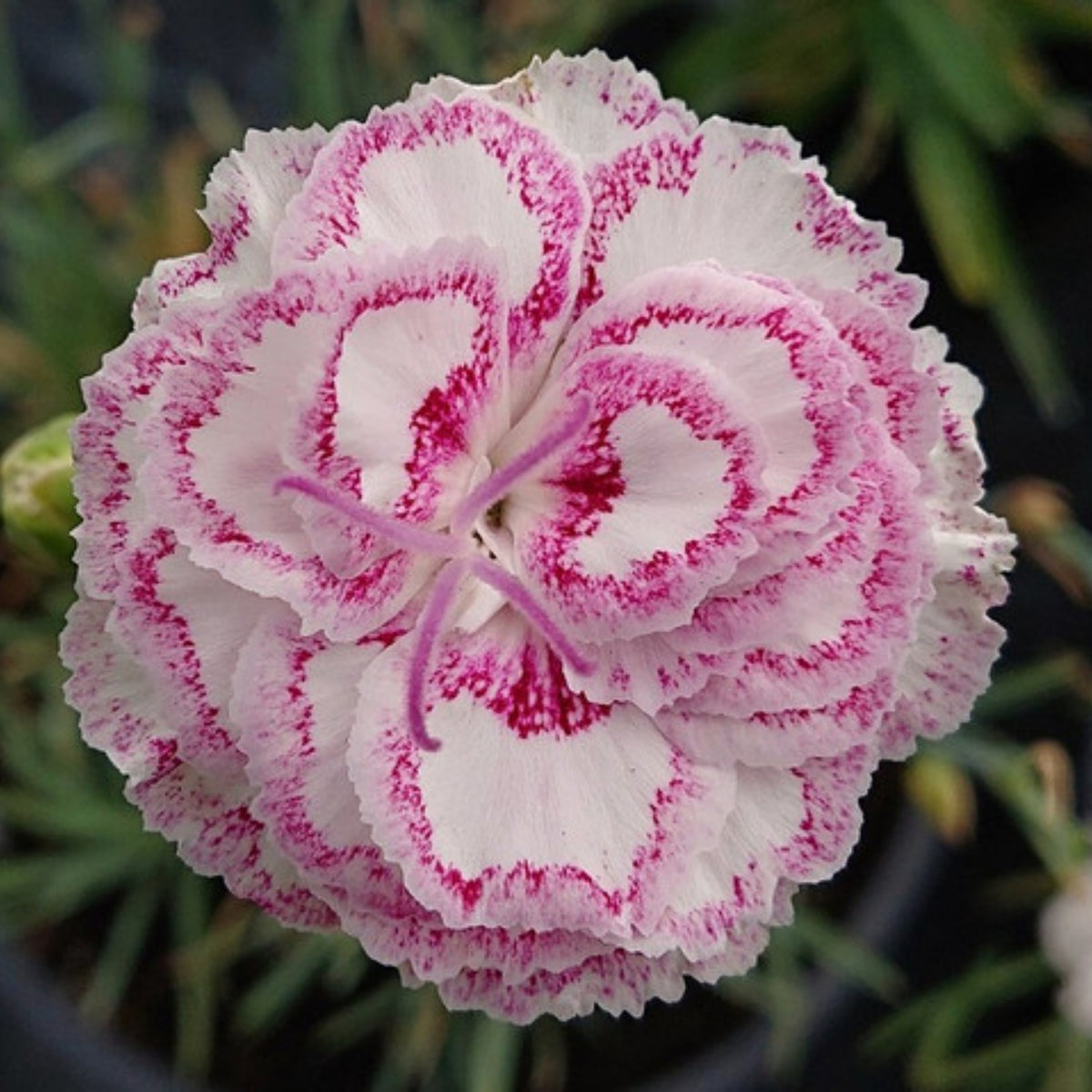 Pinks Grans' Favorite' Carnations Seeds - Dianthus Seeds, 30 seeds