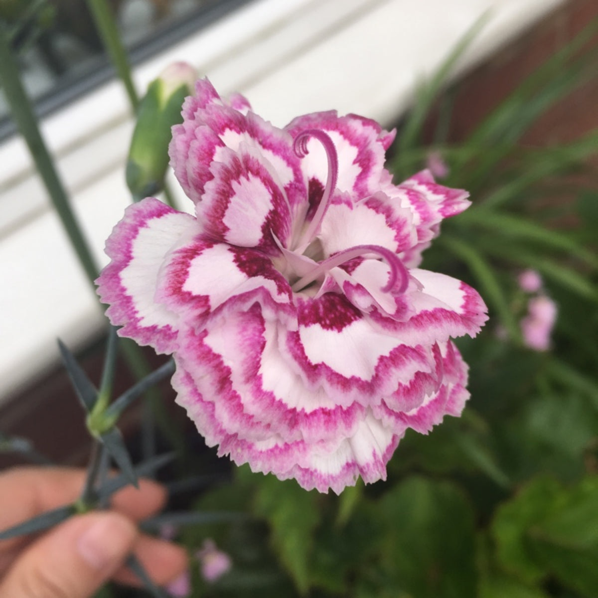 Pinks Grans' Favorite' Carnations Seeds - Dianthus Seeds, 30 seeds