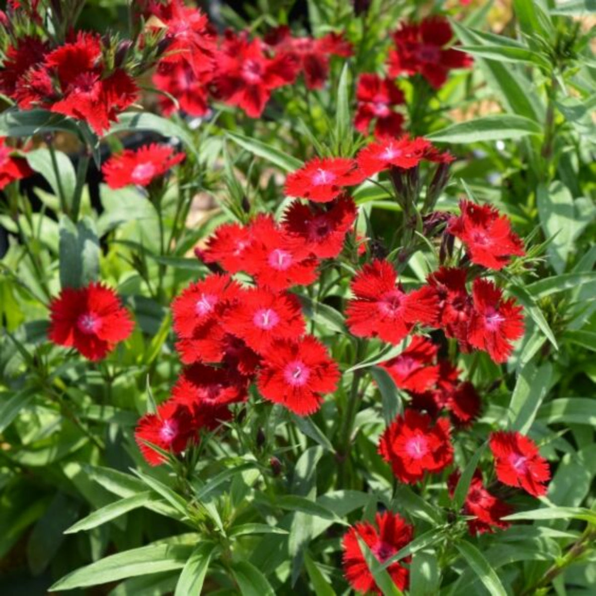 Telstar Crimson Red Carnations Seeds - Dianthus Seeds, 30 seeds
