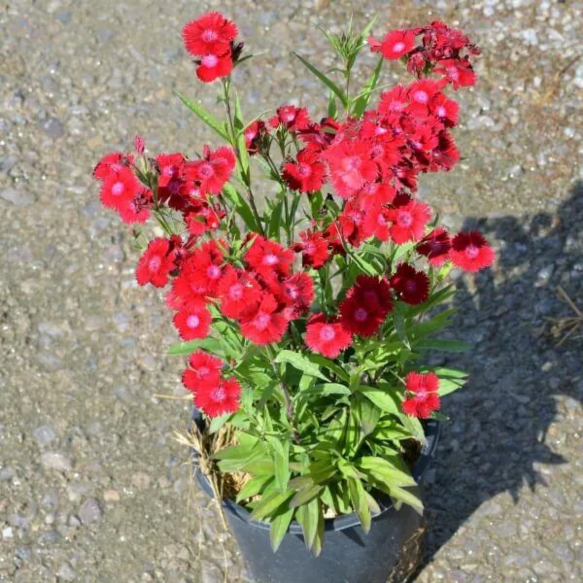 Telstar Crimson Red Carnations Seeds - Dianthus Seeds, 30 seeds