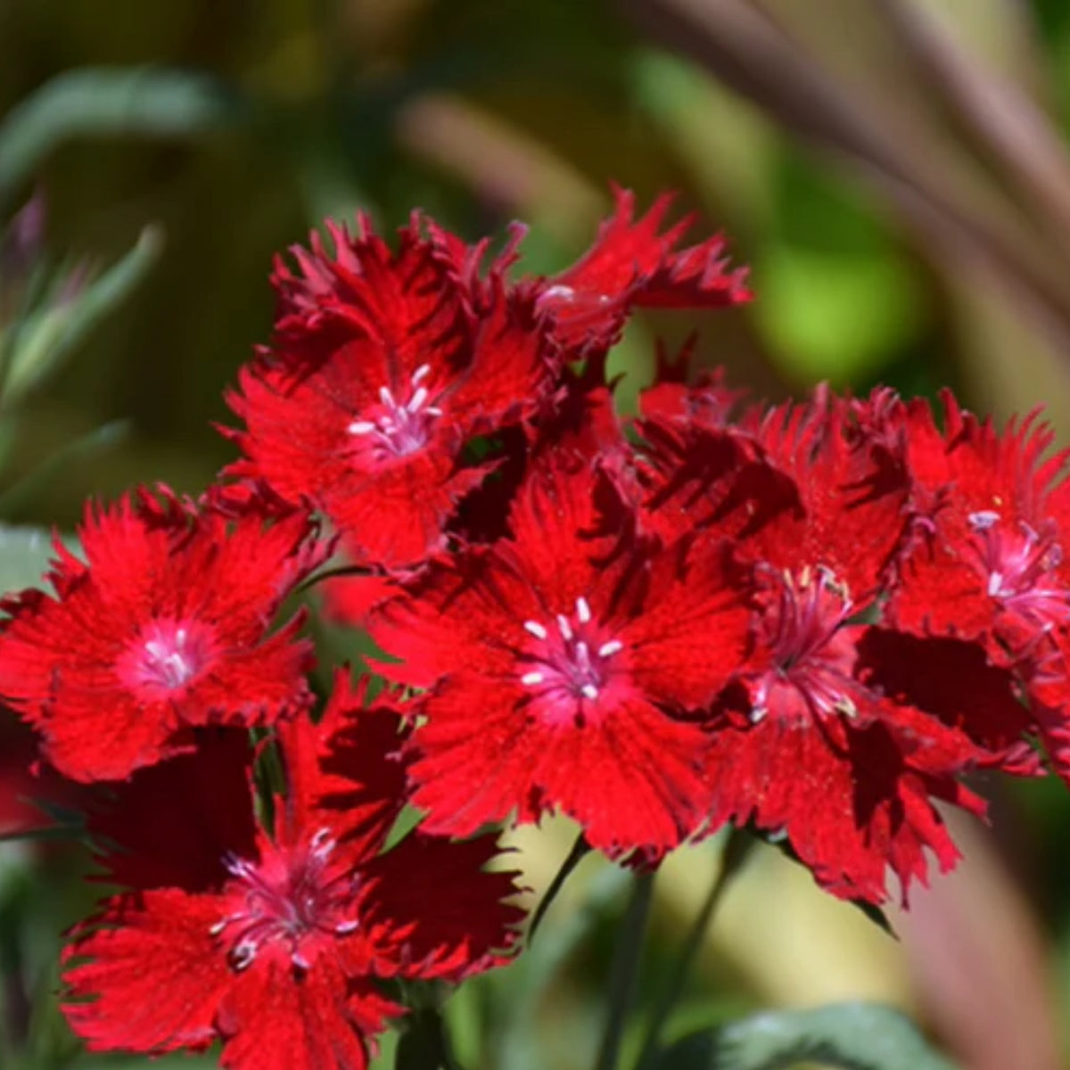 Telstar Crimson Red Carnations Seeds - Dianthus Seeds, 30 seeds