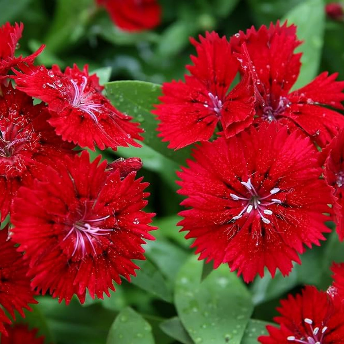 Telstar Crimson Red Carnations Seeds - Dianthus Seeds, 30 seeds
