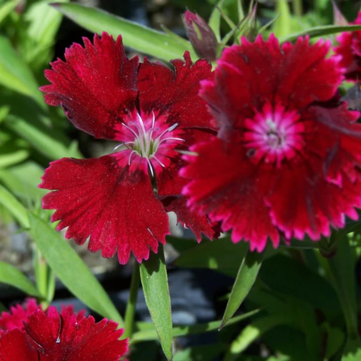 Telstar Crimson Red Carnations Seeds - Dianthus Seeds, 30 seeds