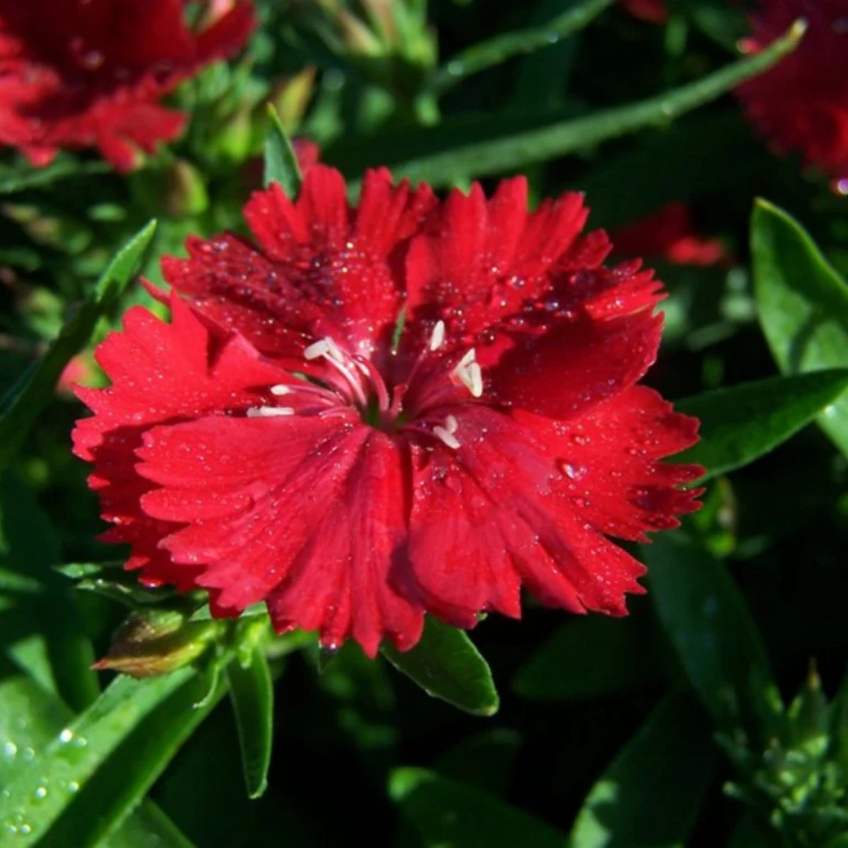 Telstar Crimson Red Carnations Seeds - Dianthus Seeds, 30 seeds