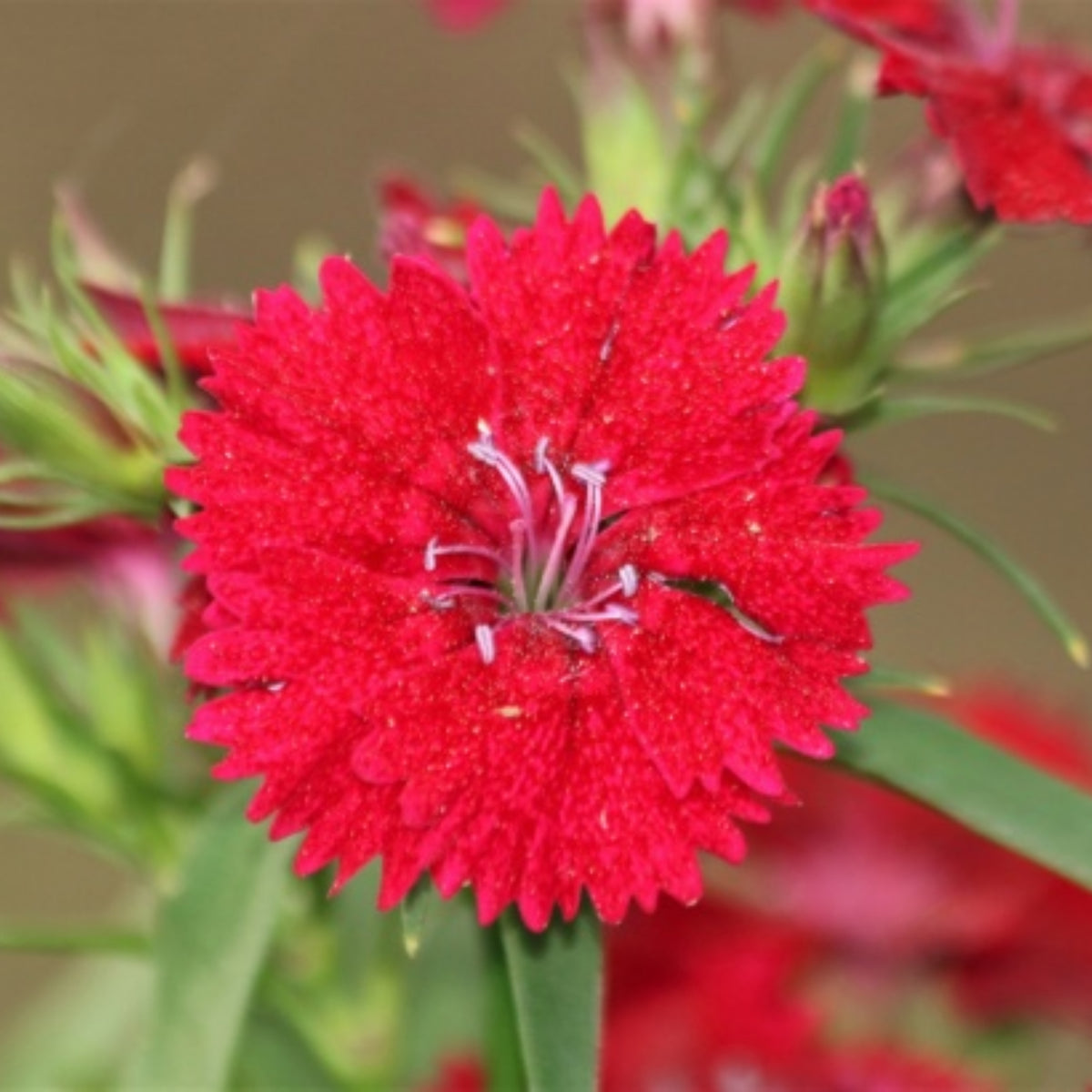 Telstar Crimson Red Carnations Seeds - Dianthus Seeds, 30 seeds