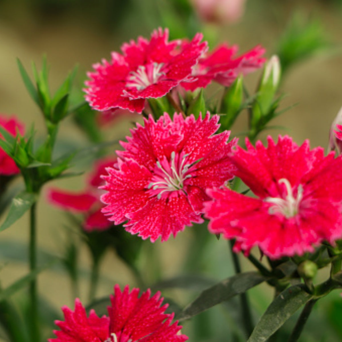 Telstar Crimson Red Carnations Seeds - Dianthus Seeds, 30 seeds