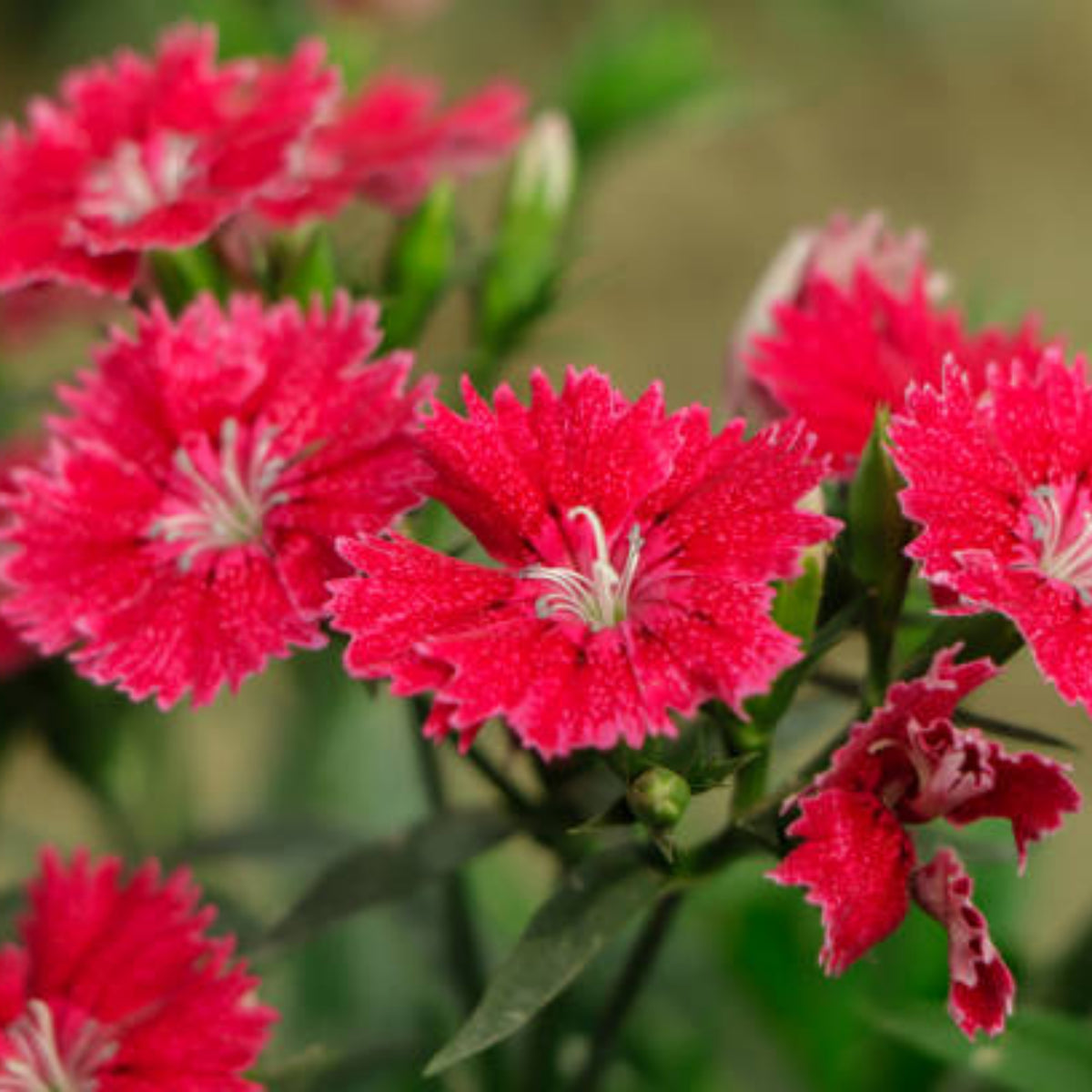 Telstar Crimson Red Carnations Seeds - Dianthus Seeds, 30 seeds